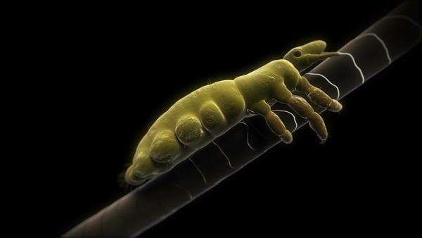 Animation Of A Human Head Louse Pediculus Humanus Capitis