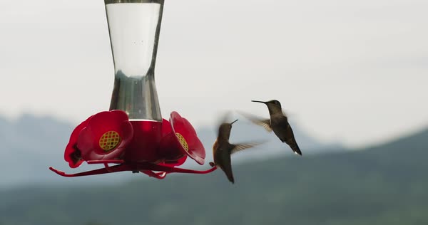 Medium Shot Of Hummingbirds At A Hummingbird Feeder Stock Video