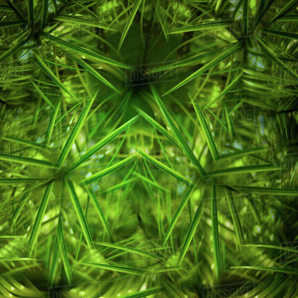 Closeup of tropical leaves Stock Photo Dissolve