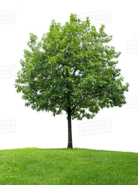 Little oak tree against white background - Stock Photo - Dissolve