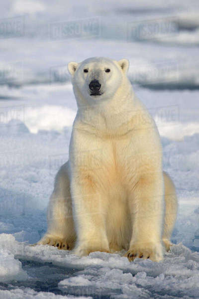 Polar Bear (Ursus maritimus) sitting on pack ice, Svalbard, Norway