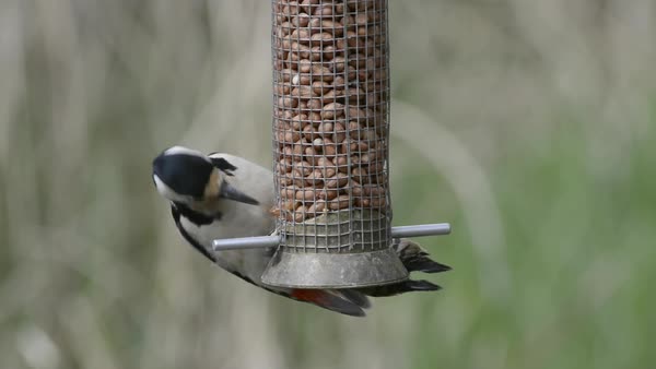 Great Spotted Woodpecker Dendrocopus Major Feeding From A Bird