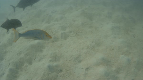 Underwater Shot Of Big Black Fish Roaming Around The Ocean Floor