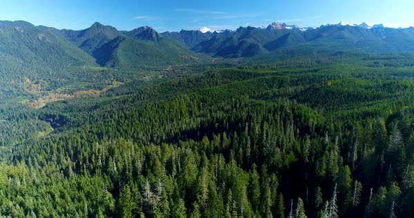 Above Thick Forest Woods Cascade Mountain Foothills Untouched Natural Pacific Northwest Landscape Stock Footage