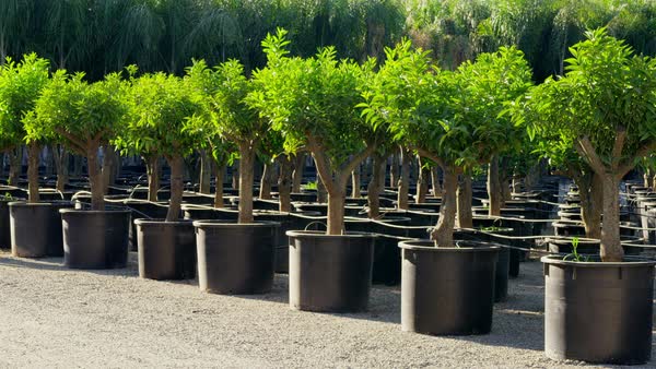Outdoor Potted Trees