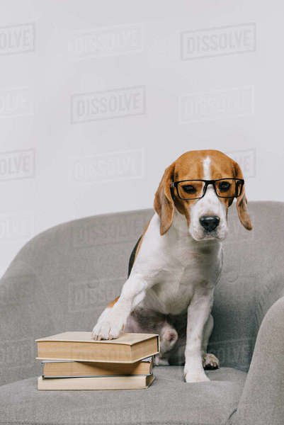 beagle sunglasses