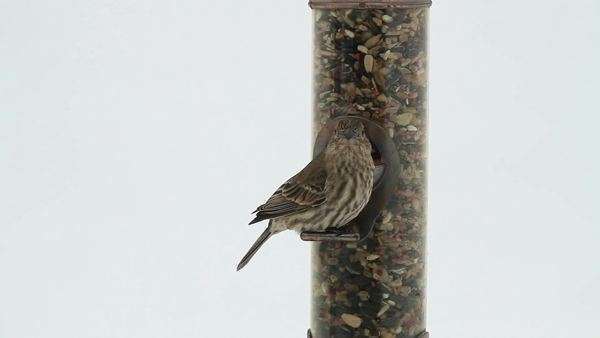 House Sparrow Feeding And Eating On A Bird Feeder White