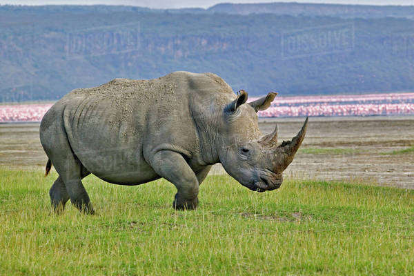 White Rhinoceros and distant Lesser Flamingos, Lake Nakuru National