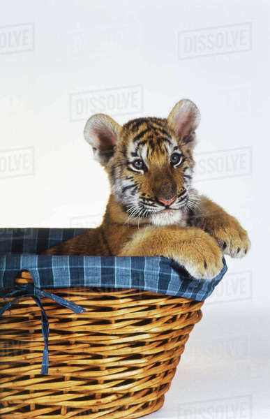 tiger basket