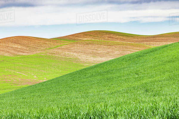 Pullman Washington State USA Rolling wheat fields in the Palouse