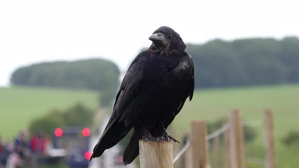 Crow on fence - Stock Video Footage - Dissolve