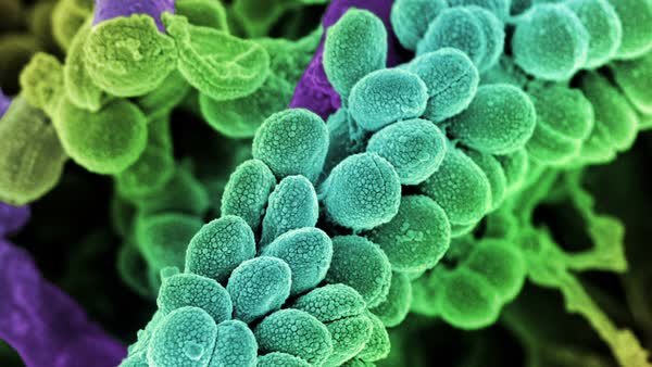 Image result for Streptococcus animation
