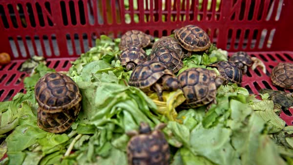small tortoise food