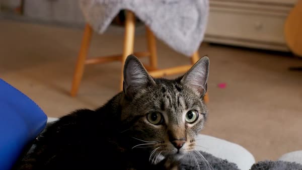 Curious Cat Sitting On Couch And Looking Back Stock Video