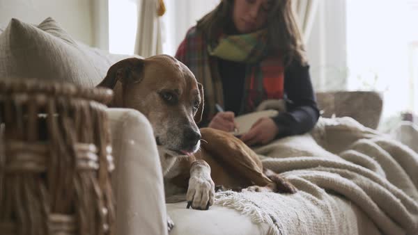 Medium Shot Of A Dog Licking His Leg While Sitting Besides Woman