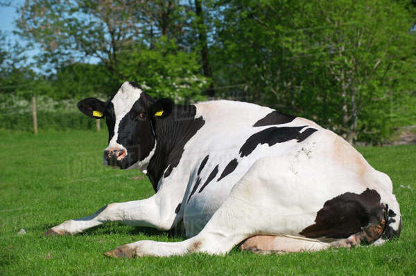 Agriculture - Holstein dairy cow resting on a lush green pasture ...