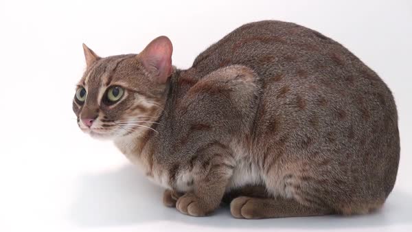 A rusty spotted cat (Prionailurus rubiginosus) at the Exmoor Zoo