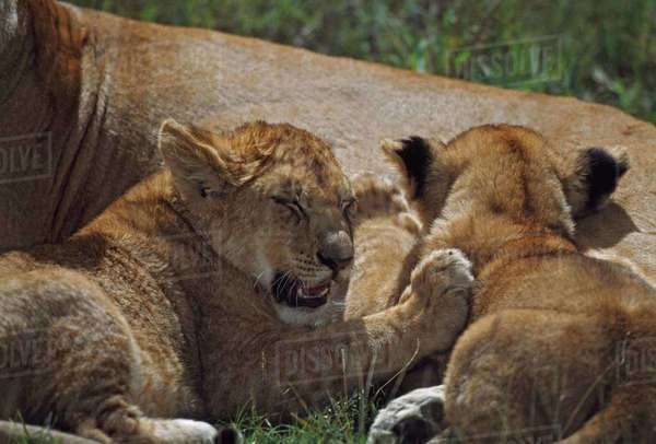 Lion Cubs Nursing, Africa - Stock Photo - Dissolve
