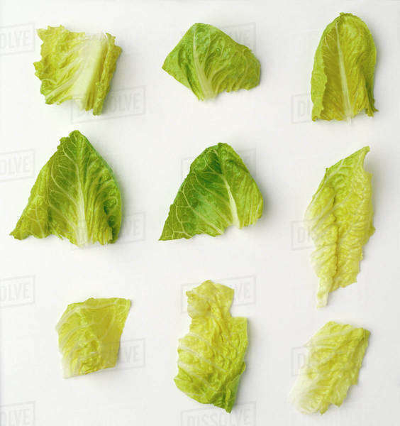 Agriculture Closeup of chopped Romaine lettuce pieces on a white