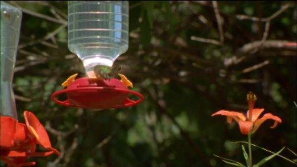 Medium Shot Of Wood Lily Flowers And A Hummingbird Feeder Stock