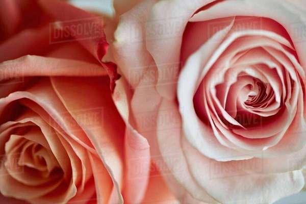 Close up of peach colour roses - Stock Photo - Dissolve