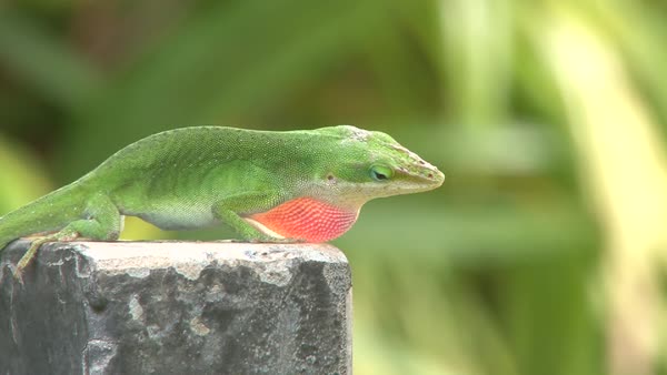 Close up on one green lizard displaying mating activity by showing its  dewlap and head bobbing. - Stock Video Footage - Dissolve