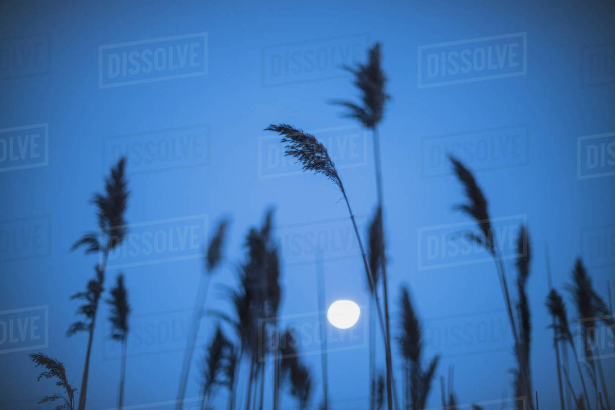 Full moon behind marram grass Stock Photo Dissolve