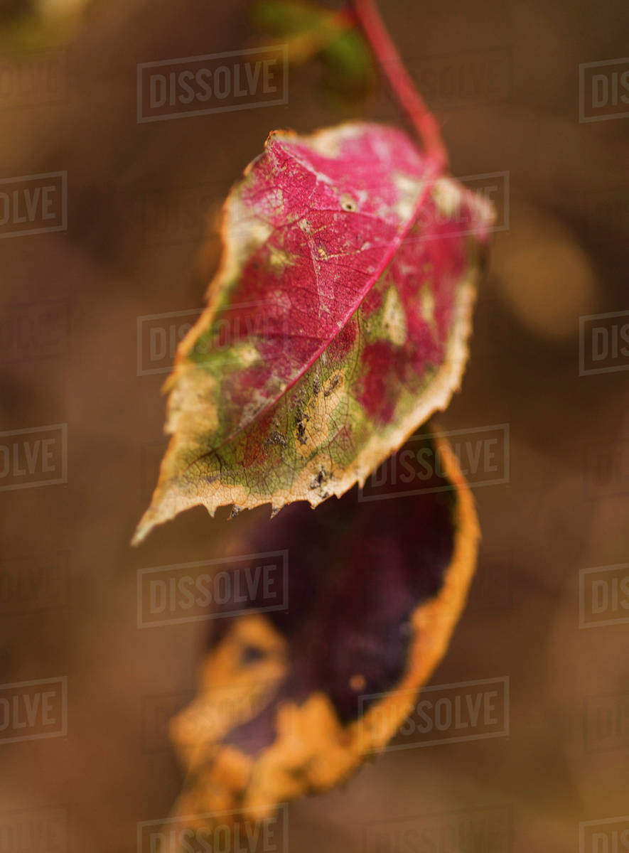 Autumn leaf Stock Photo Dissolve