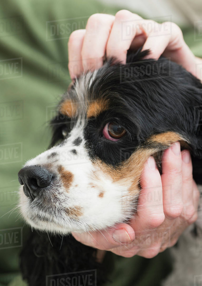 Hands stroking dog Stock Photo Dissolve