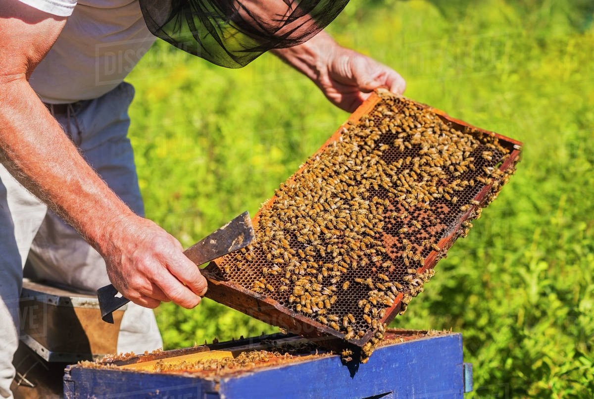 Beekeeper in protective suit with beeswax frame Stock Photo