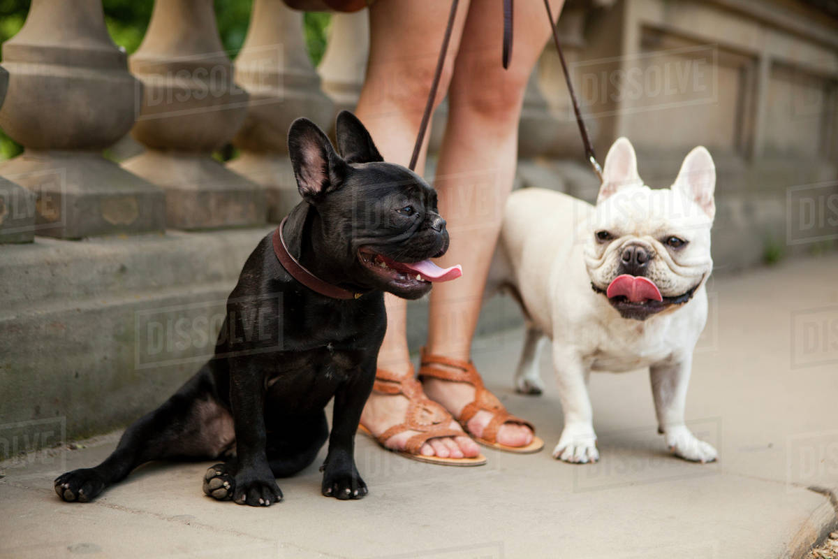 Portrait of two French Bulldogs Stock Photo Dissolve