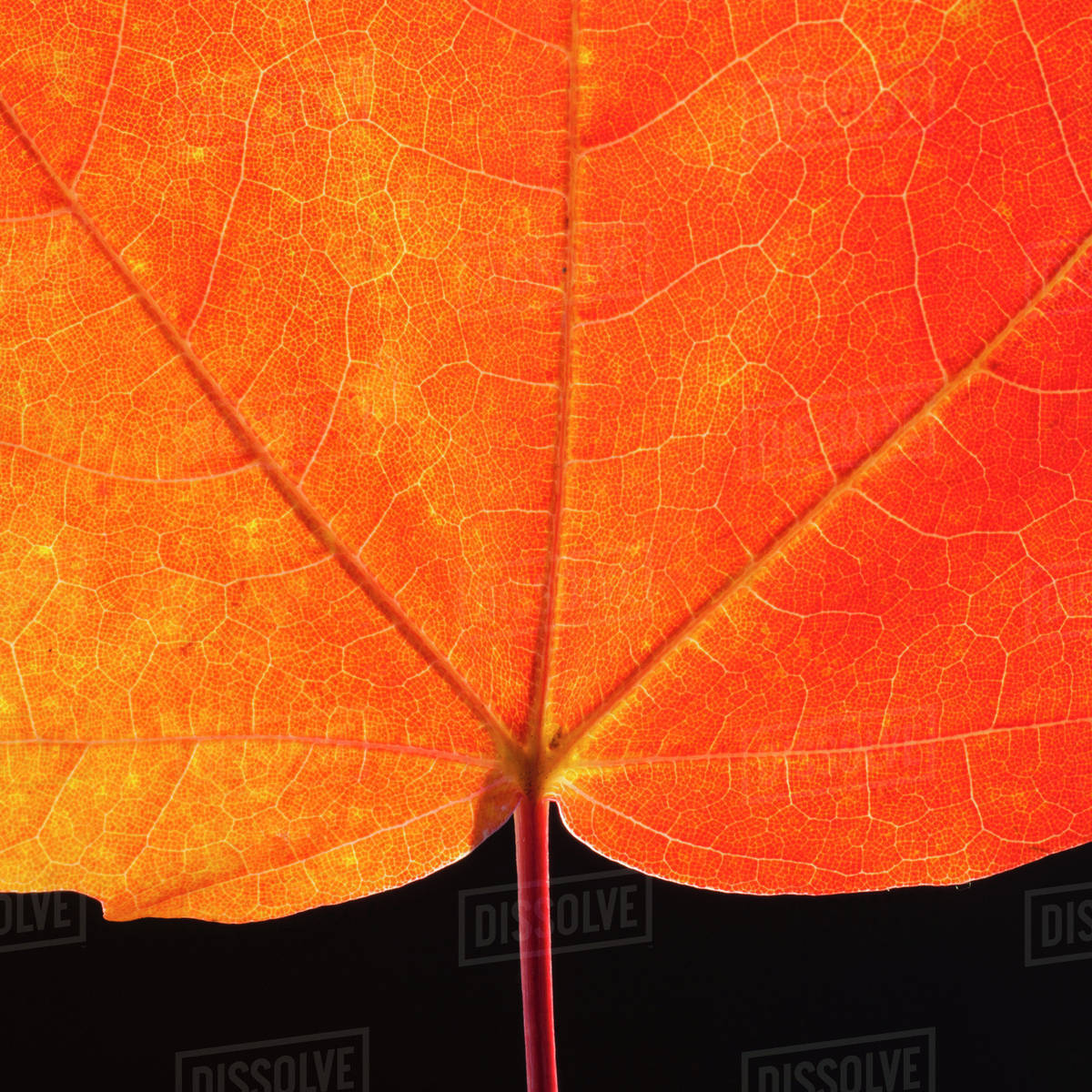 Autumn Maple leaf veins Stock Photo Dissolve