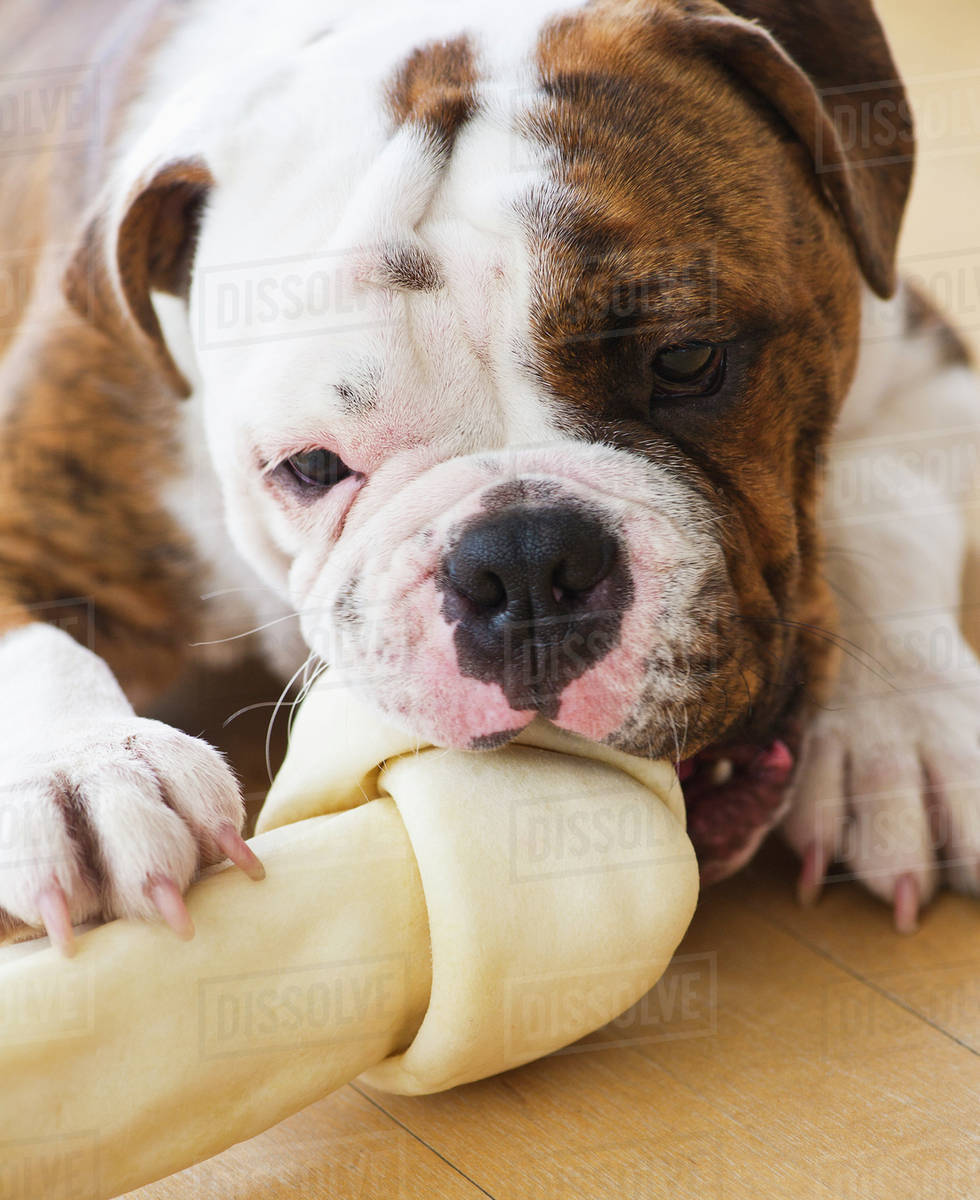 Cute bulldog pup licking bone Stock Photo Dissolve