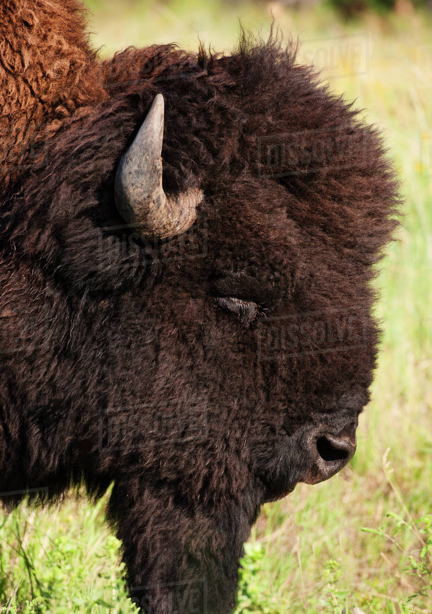 USA, South Dakota, American bison (Bison bison) in Custer State Park