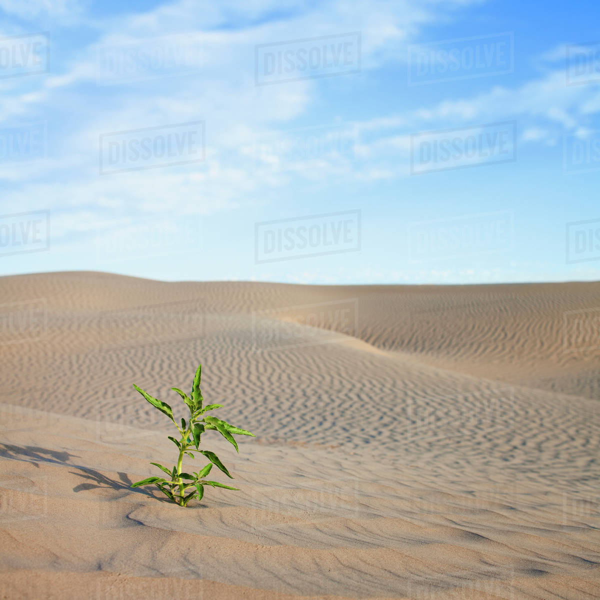 Plant growing in desert sand Stock Photo Dissolve