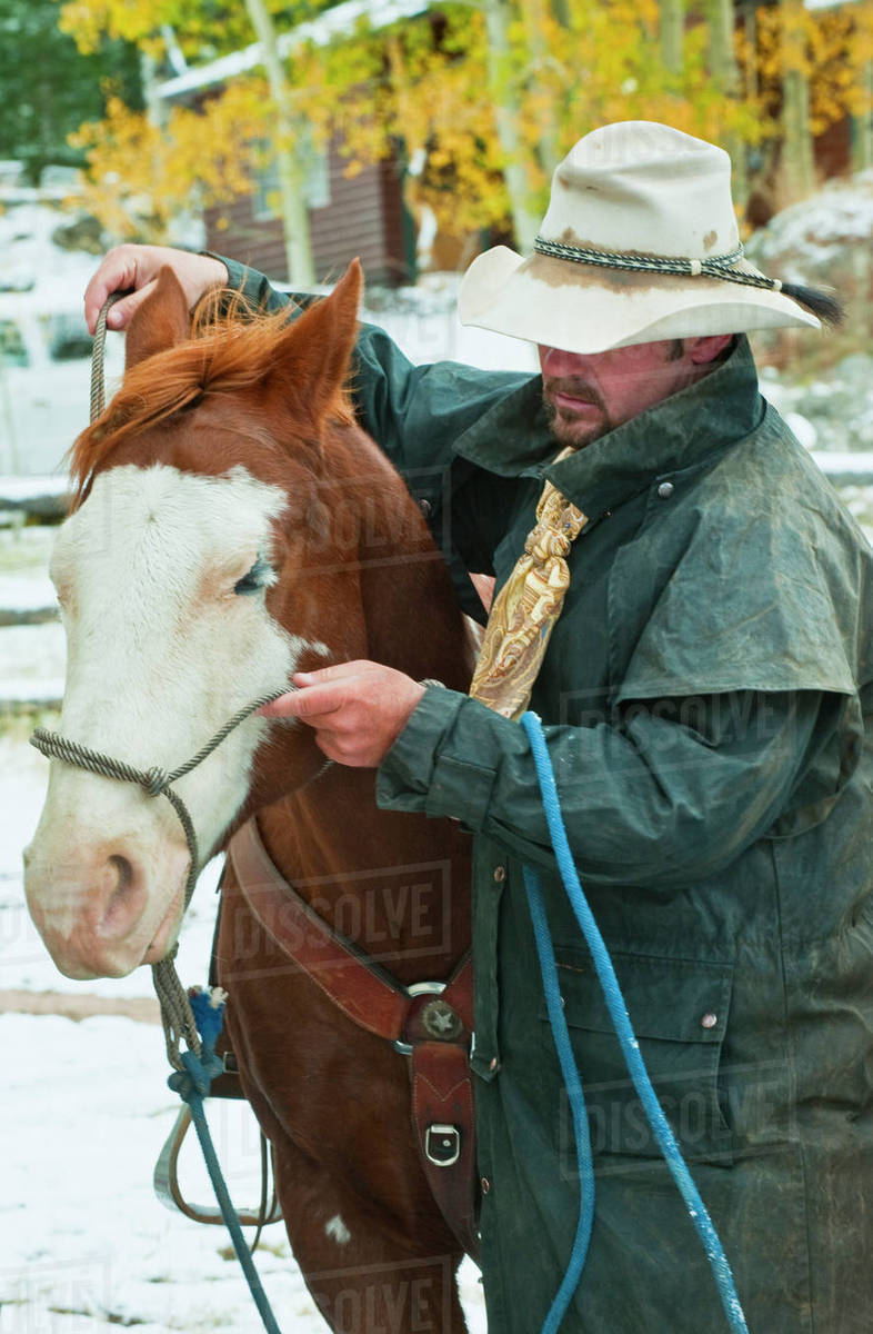 Man putting bridle on horse Stock Photo Dissolve