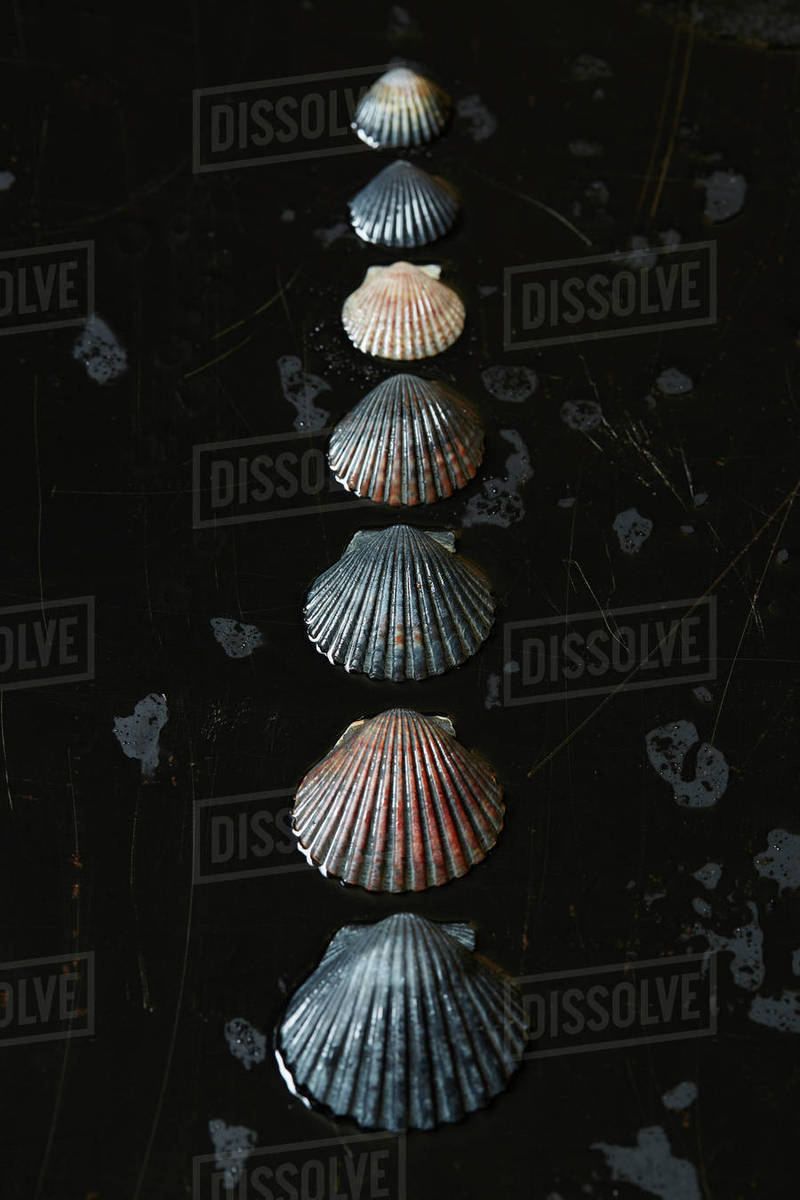 Seashells on dark surface Stock Photo Dissolve