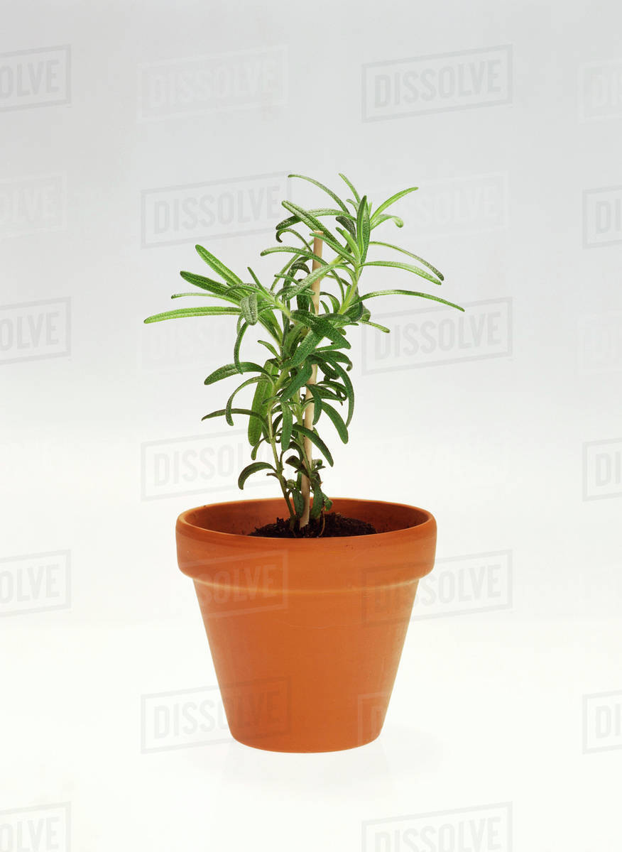 Rosemary Growing in a Pot Stock Photo Dissolve