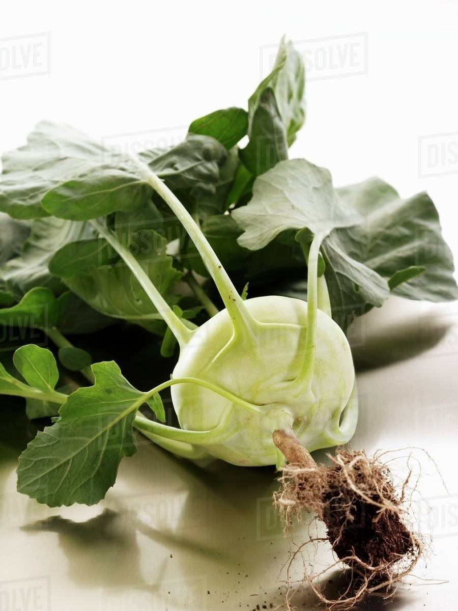 A kohlrabi with leaves and roots Stock Photo Dissolve