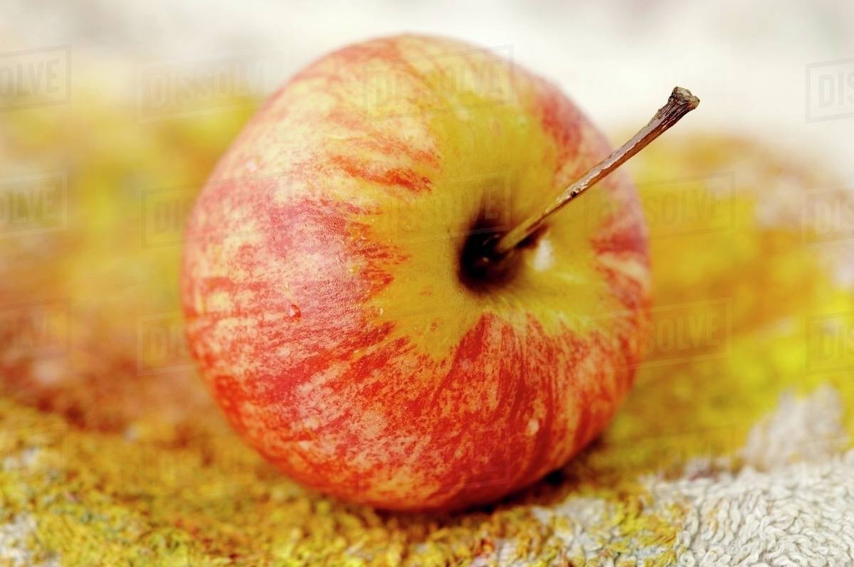 A Gala apple Stock Photo Dissolve