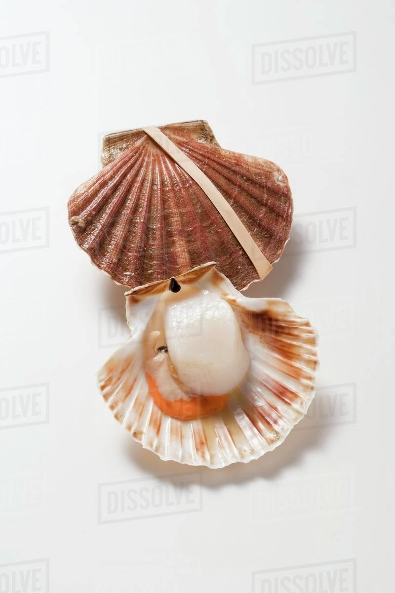 Fresh scallops Stock Photo Dissolve