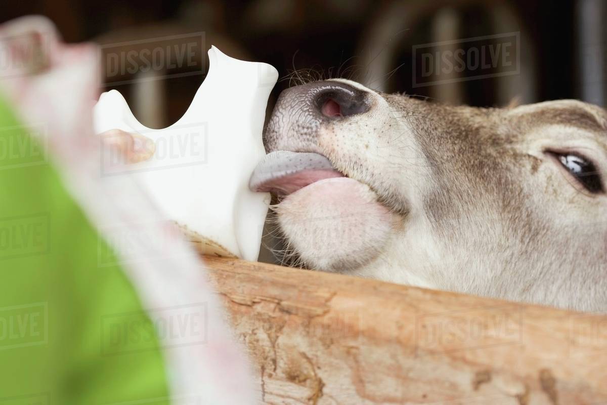 Calf licking a salt block Stock Photo Dissolve