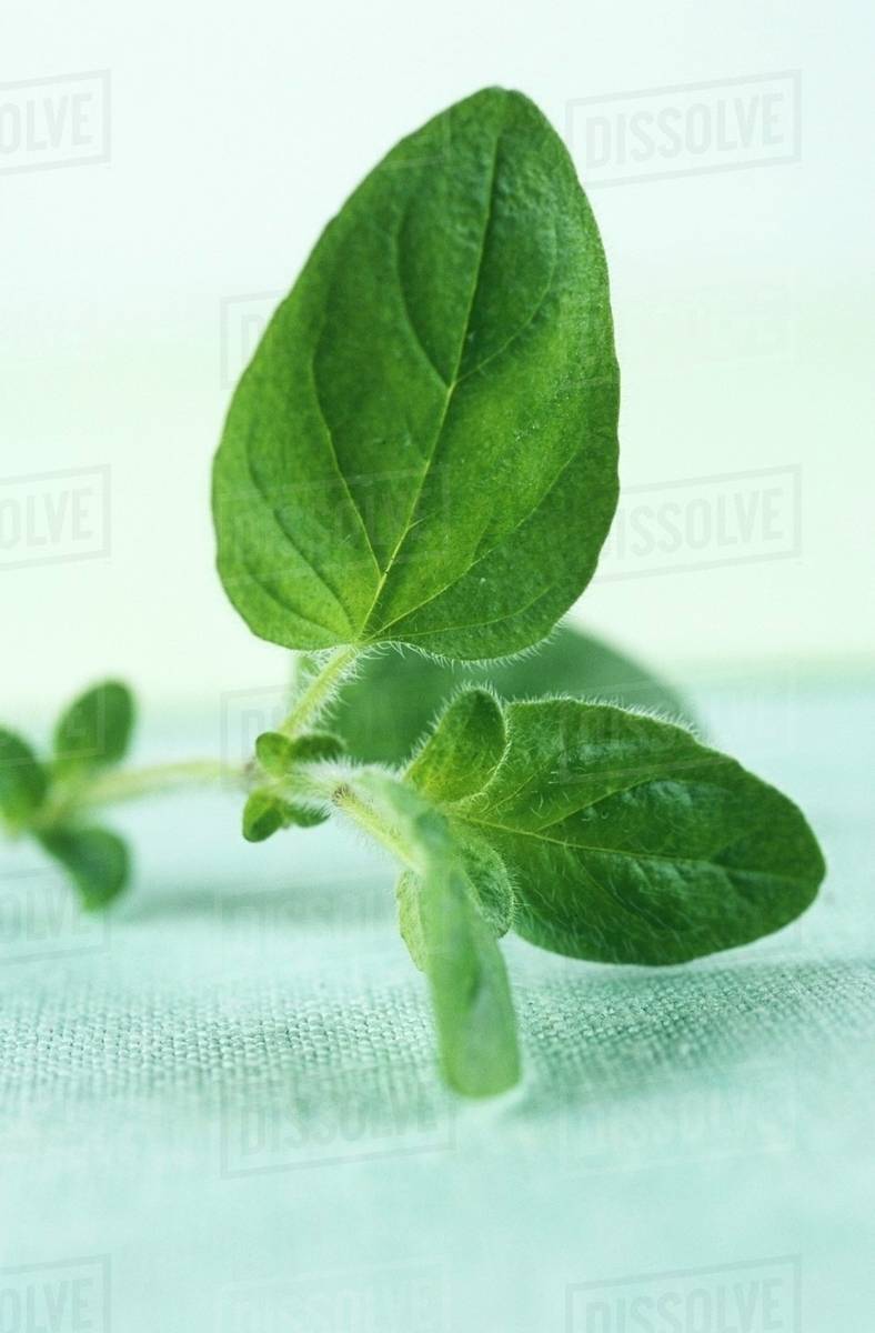 A sprig of marjoram Stock Photo Dissolve