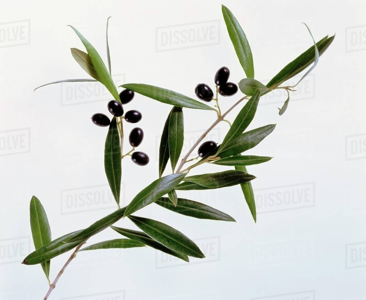 Olives on branch Stock Photo Dissolve