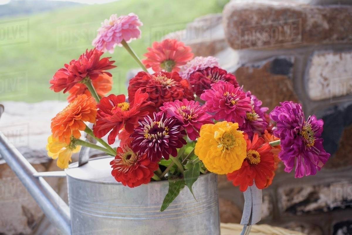 Summer Flowers In Watering Can Stock Photo Dissolve Summer Flowers In Watering Can