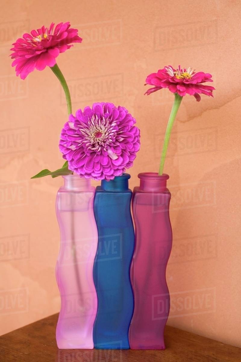 Zinnias in coloured vases Stock Photo Dissolve