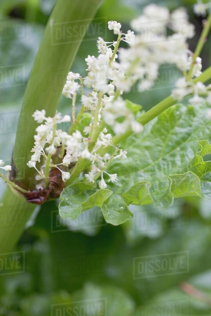 Rhubarb with flowers - Stock Photo - Dissolve