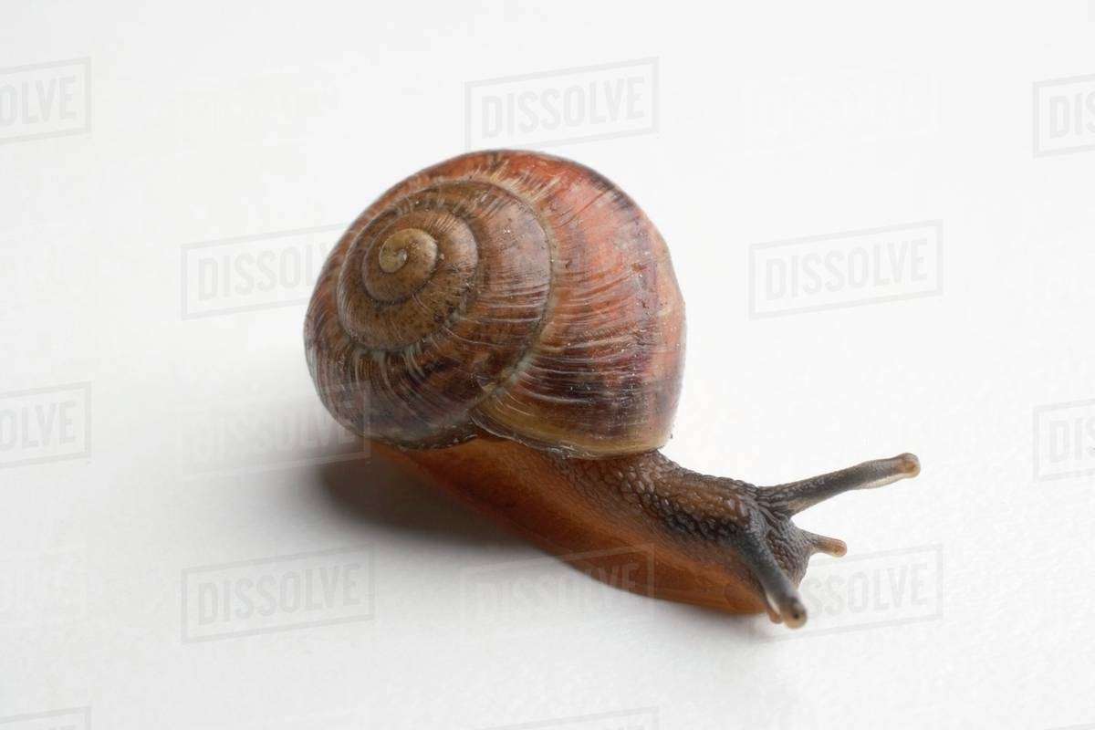 Live snail Stock Photo Dissolve