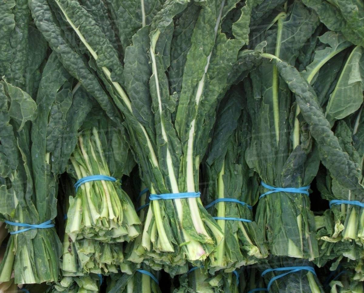 A bundle of black kale leaves Stock Photo Dissolve