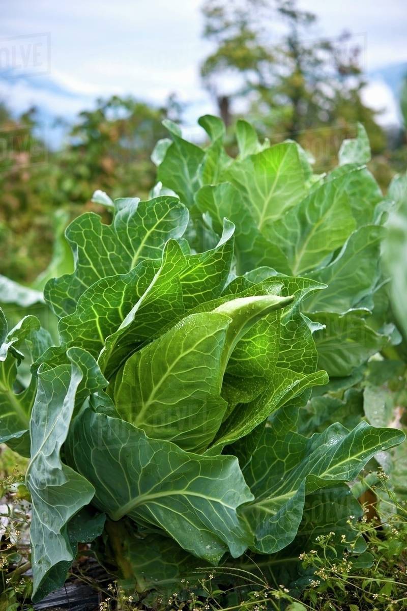 Spring cabbage growing. Stock Photo Dissolve